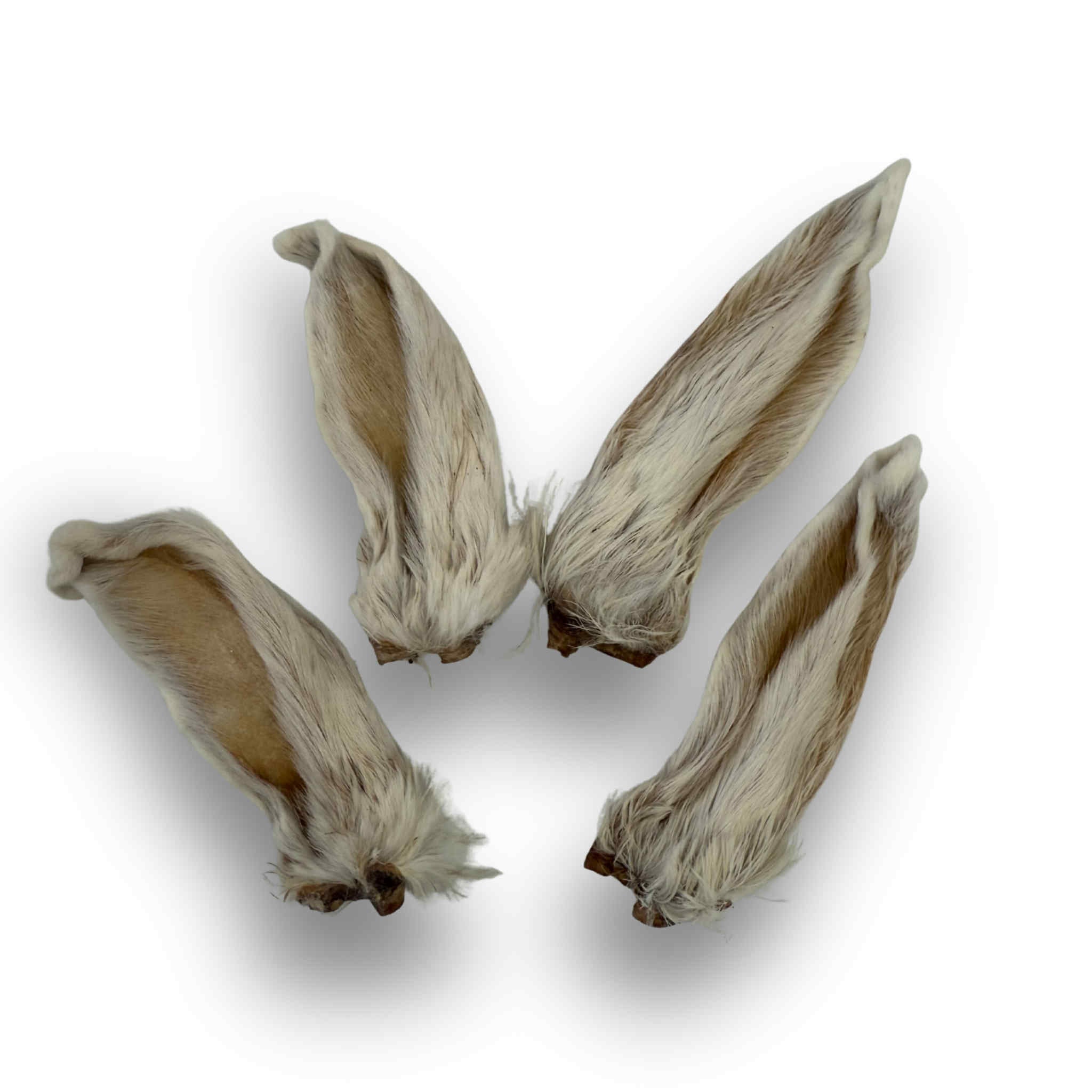 Rabbit Ear | Woofalicious